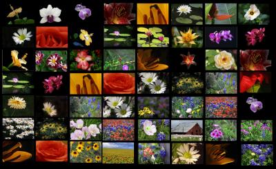 FlowerCollection1000x600.jpg