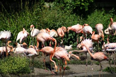 Flamingo at Wetlands, Llanelli