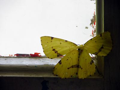 Moth On The Window