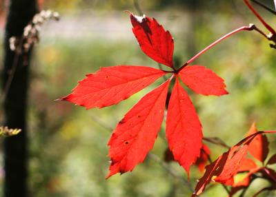 RedLeaf3