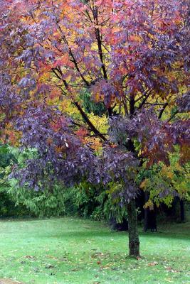 Backyard Tree 2
