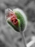 DSC05533.jpg