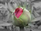 DSC05535.jpg
