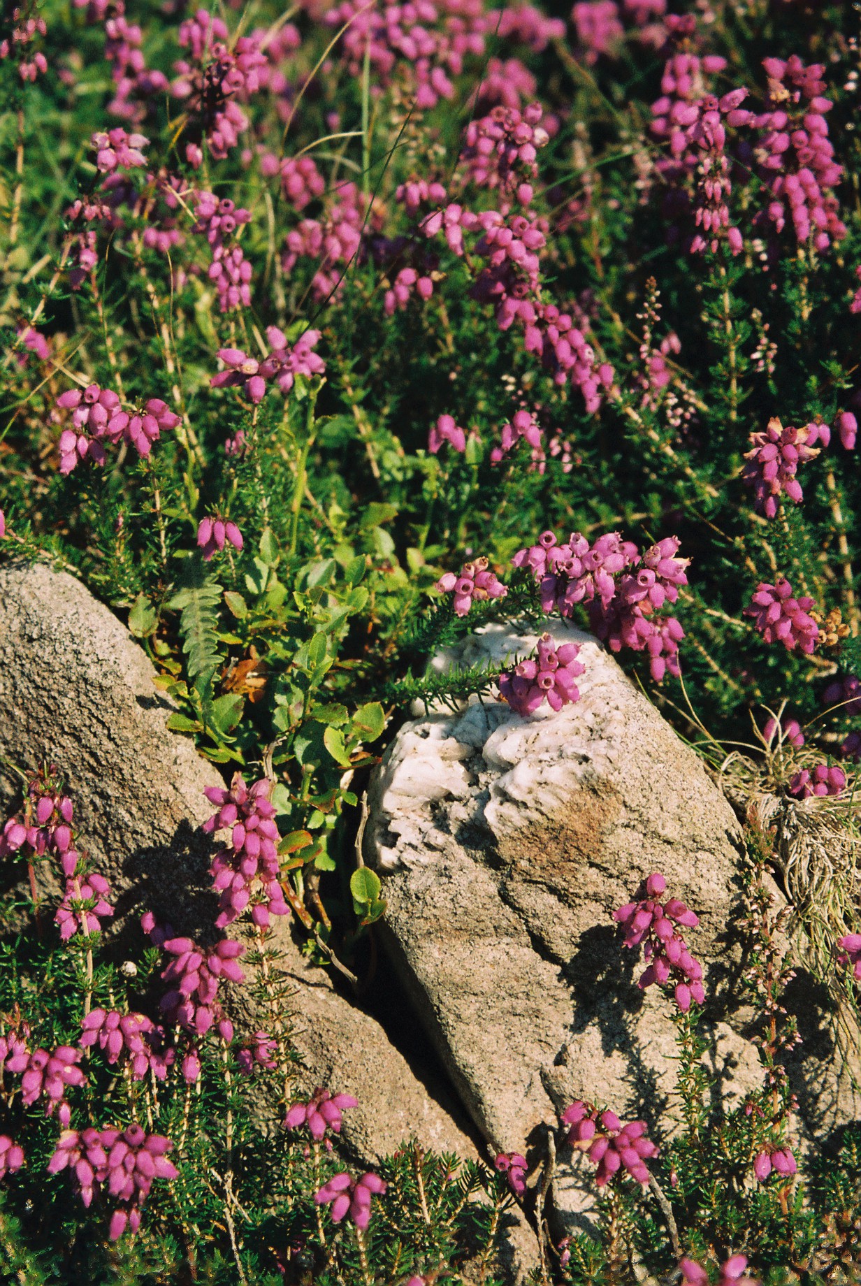 Heather on wall