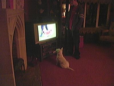 Holly enjoying Crufts on tv