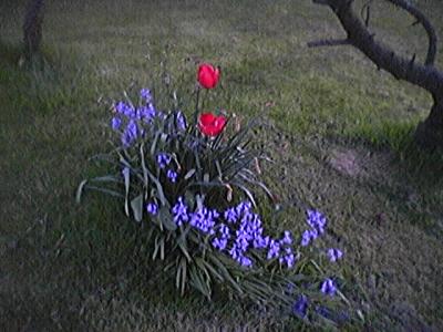 Blue and Red patch