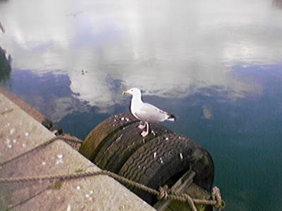 Token Sea Gull