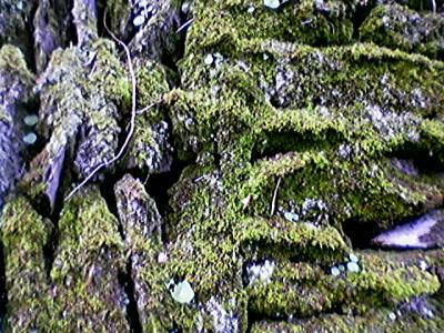 Wall moss