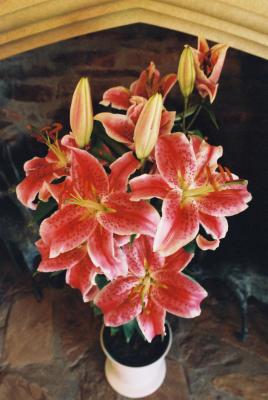 House plant