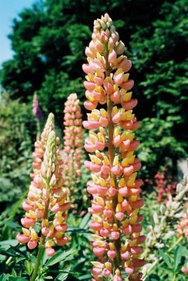 Lupins