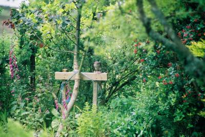 Peregrin Falcon in the garden