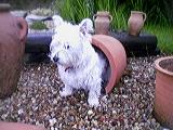 Holly in pot - yes, I did put her in there.