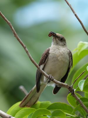 Northern Mockingbird (Mimus polyglottos) 2