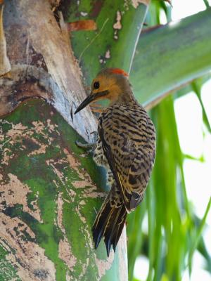 Northern Flicker (Colaptes auratus) 2