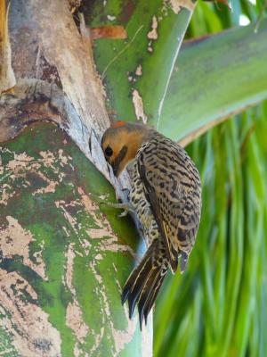 Northern Flicker (Colaptes auratus) 3