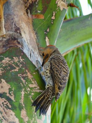 Northern Flicker (Colaptes auratus) 4