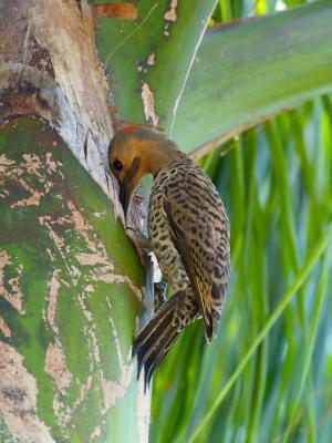 Northern Flicker (Colaptes auratus) 5