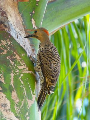 Northern Flicker (Colaptes auratus) 8