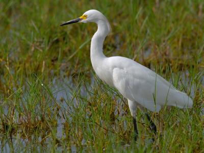 Snowy Egret (Egretta thula) 4
