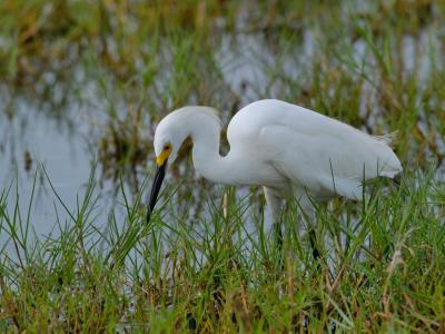Snowy Egret (Egretta thula) 5