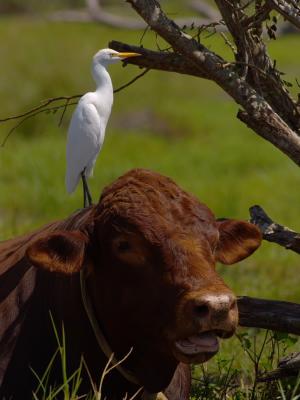 Cattle Egret (Bubulcus ibis) 22