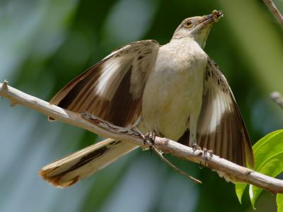 Northern Mockingbird (Mimus polyglottos) 3