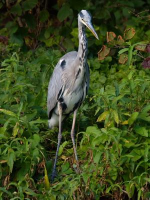 Grey Heron (Ardea cinerea) 3