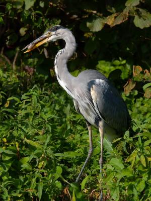 Grey Heron (Ardea cinerea) 4