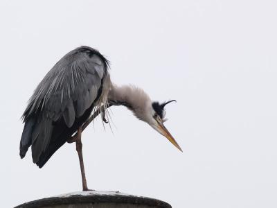 Grey Heron (Ardea cinerea) 11