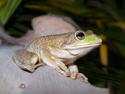 Cuban Treefrog (Osteopilus septentrionalis) 2