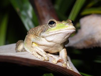 Cuban Treefrog (Osteopilus septentrionalis) 3