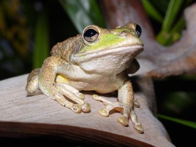 Cuban Treefrog (Osteopilus septentrionalis) 4