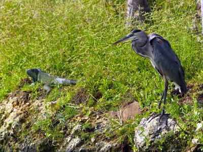 Great Blue Heron (Ardea herodias) + Green Iguana