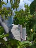 Sea Grape 1