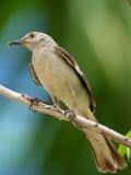 Northern Mockingbird (Mimus polyglottos) 1