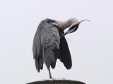 Grey Heron (Ardea cinerea) 10