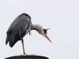 Grey Heron (Ardea cinerea) 11