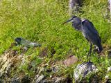 Great Blue Heron (Ardea herodias) + Green Iguana