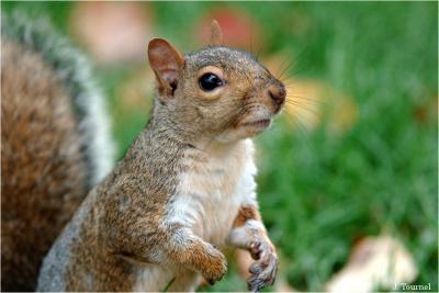 Squirrels - Ecureuils