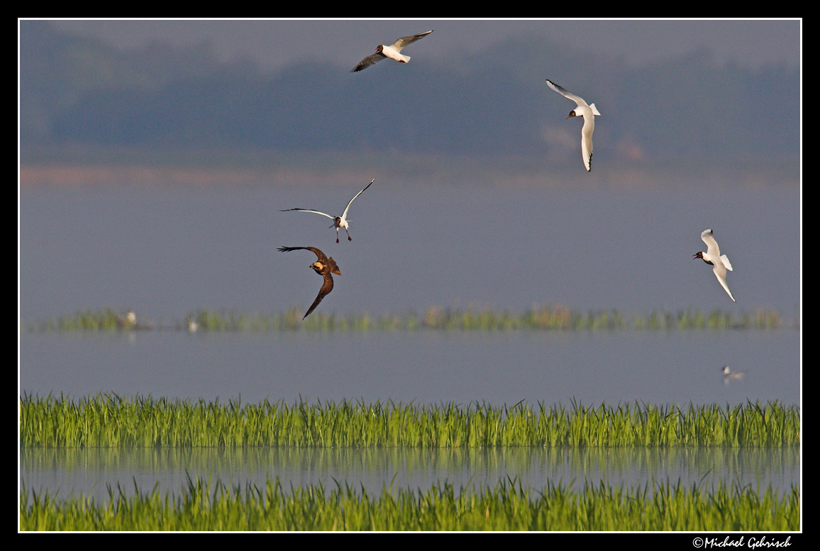 Marsh Herrier, Silvkra