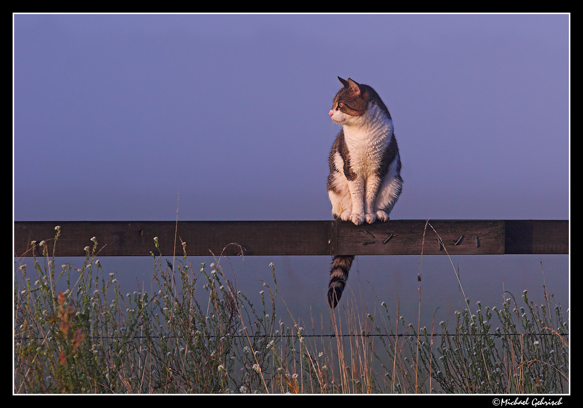 Country cat watching the sunrise