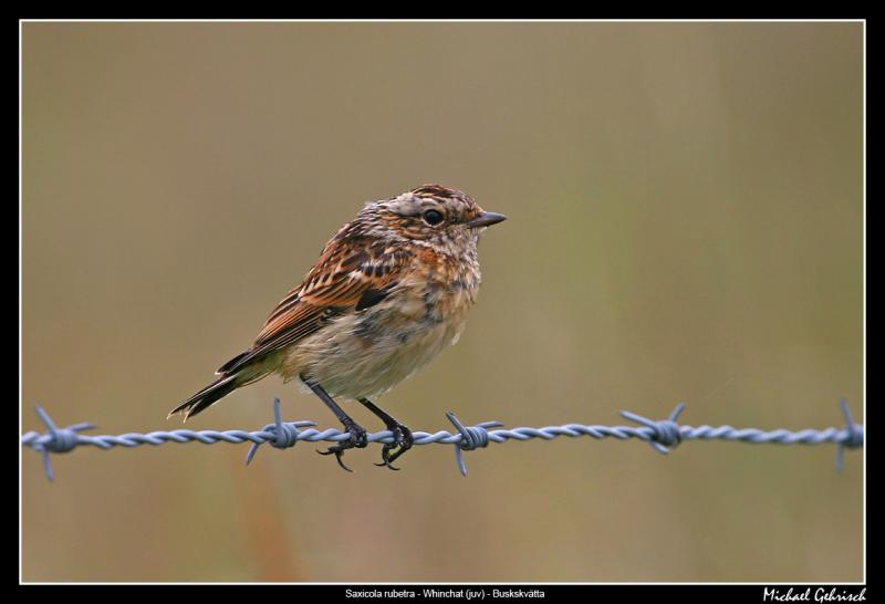 Whinchat, Vombs ngar