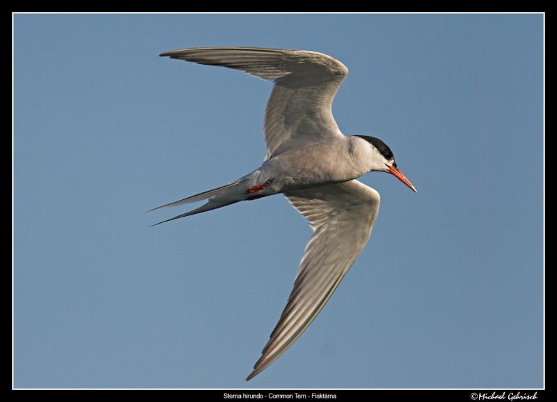 Common Tern, Silvkra