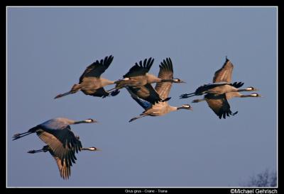 Migrating Cranes, Yngsj