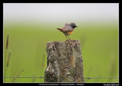 Common Redstart, Vomb