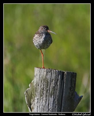 Common Redshanks, Malm Oljehamnen