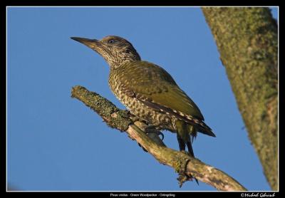 Green woodpecker, Vomb