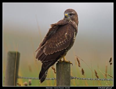 Common Buzzard, Vombs Ängar