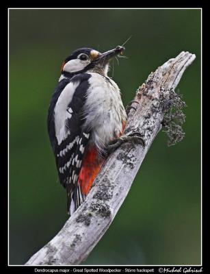 Great spotted woodpecker, Vombs Fure