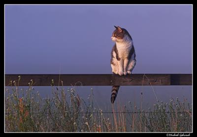 Country cat watching the sunrise